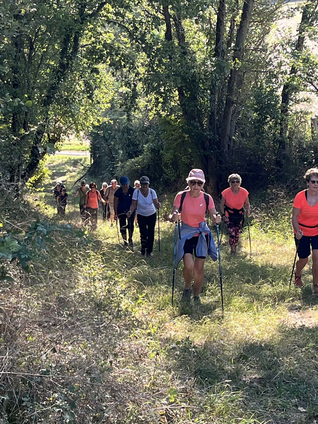 Marcheurs avec leurs bâtons sur un chemin ombragé lors d’une sortie hebdomadaire